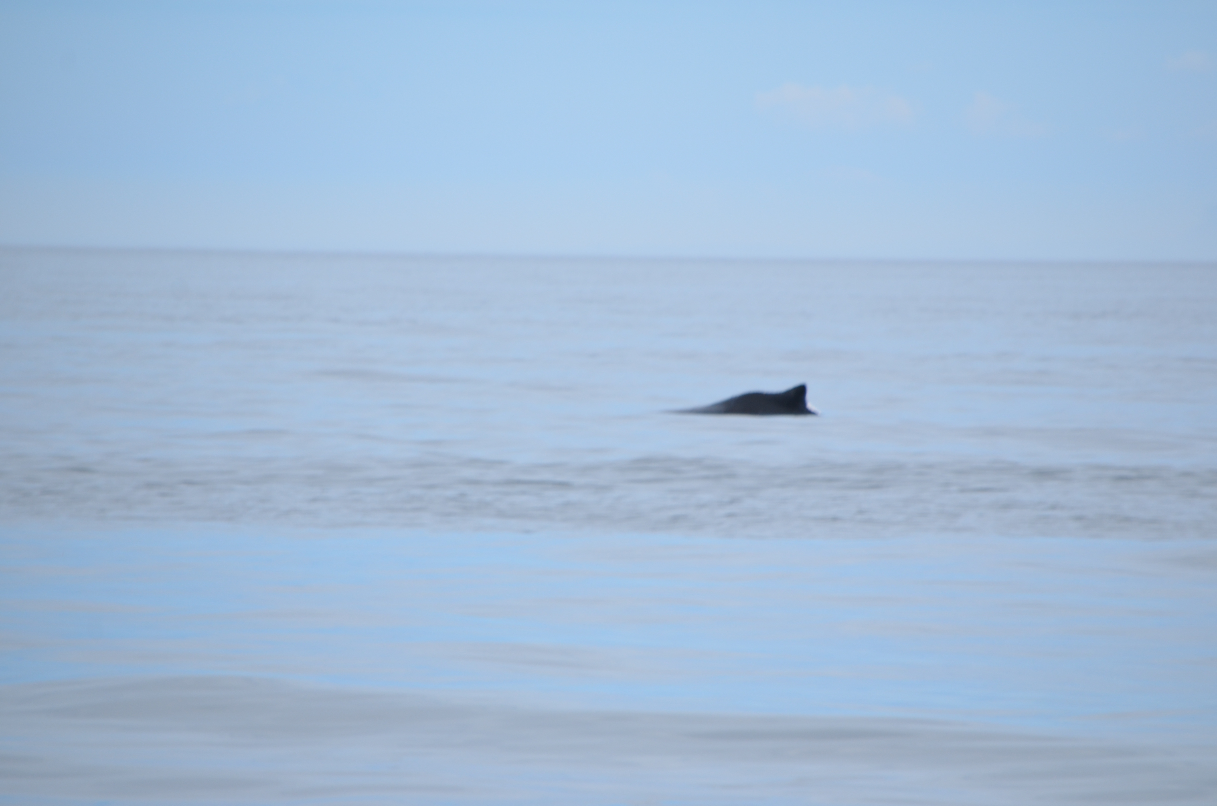photos/wildlife/Mammal_Species/Humpback Whale/DSC_0094.JPG